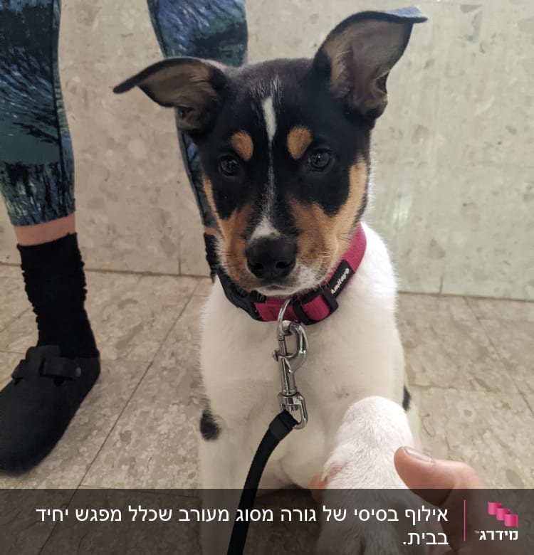 אדם מחזיק כף של כלב עם רצועה ורודה